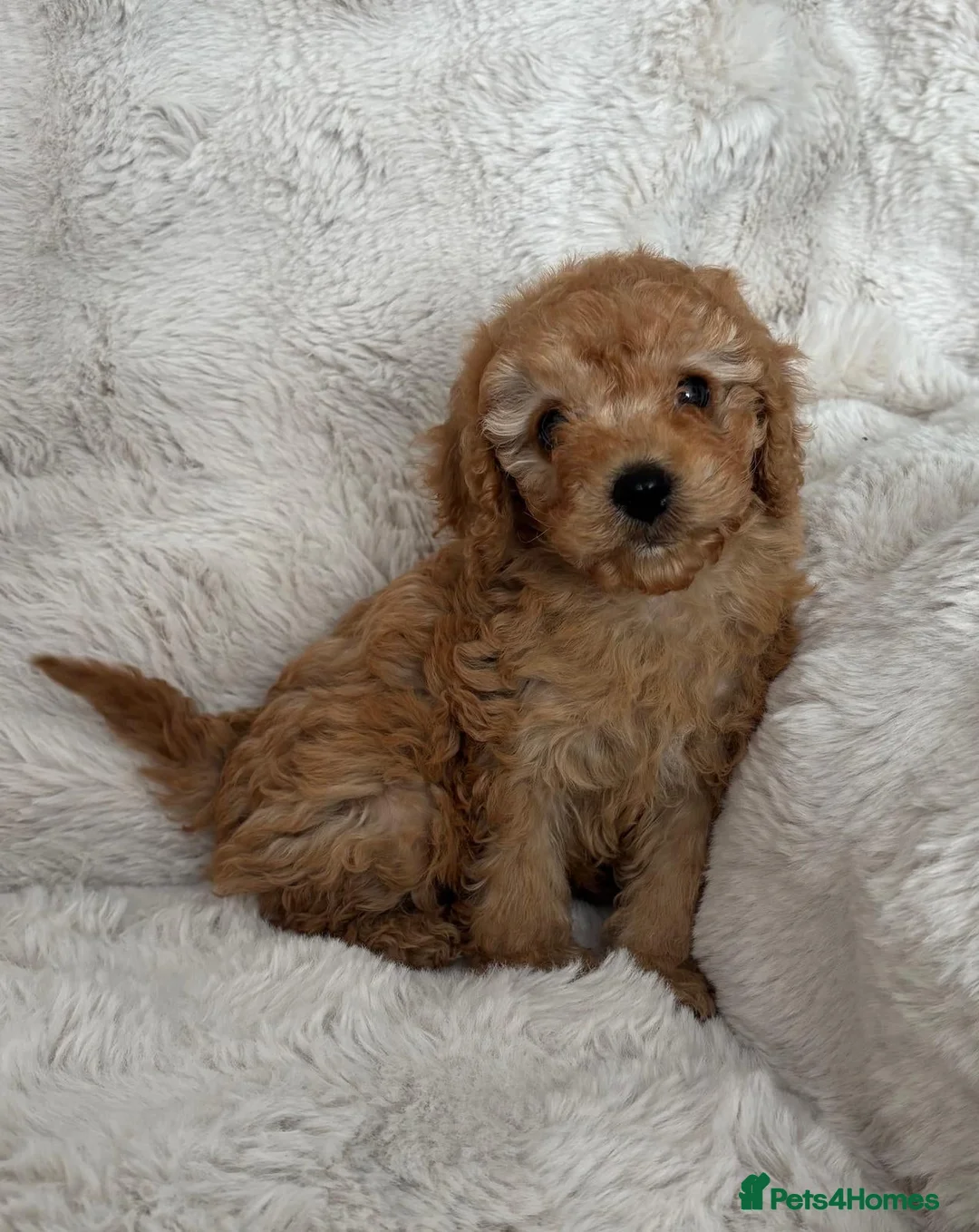 Cavapoo dogs for sale:  Cavapoo puppy  - Advert 3