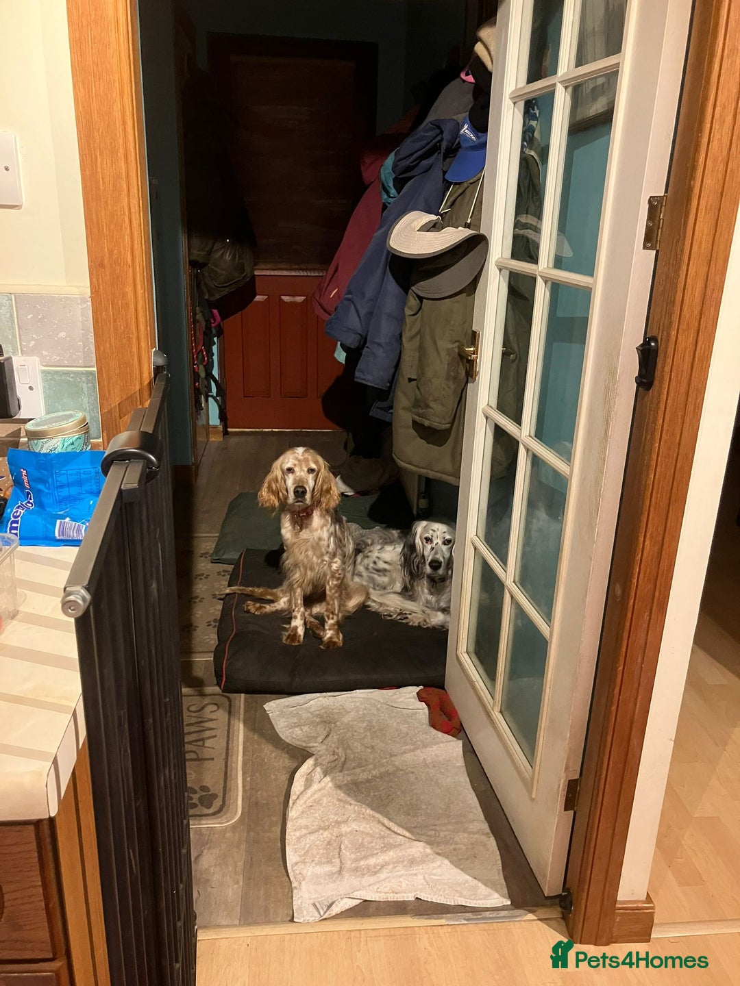 English Setter dogs for adoption: Hendy - Advert 15