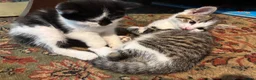 Mixed Breed cats for sale: Beautiful Kittens  in Newnham - Advert 11