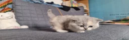 British Shorthair cats for sale: British Shorthair & Longhair Pedigree RegKittens   - Advert 18