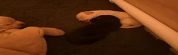 Cockerdor dogs for sale: Cockador Puppies 🐾 - Advert 9