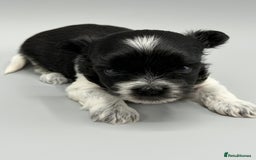 Yorkshire Terrier dogs for sale:  New Litter of Exotic Colourful Yorkshire Terriers - Image 13