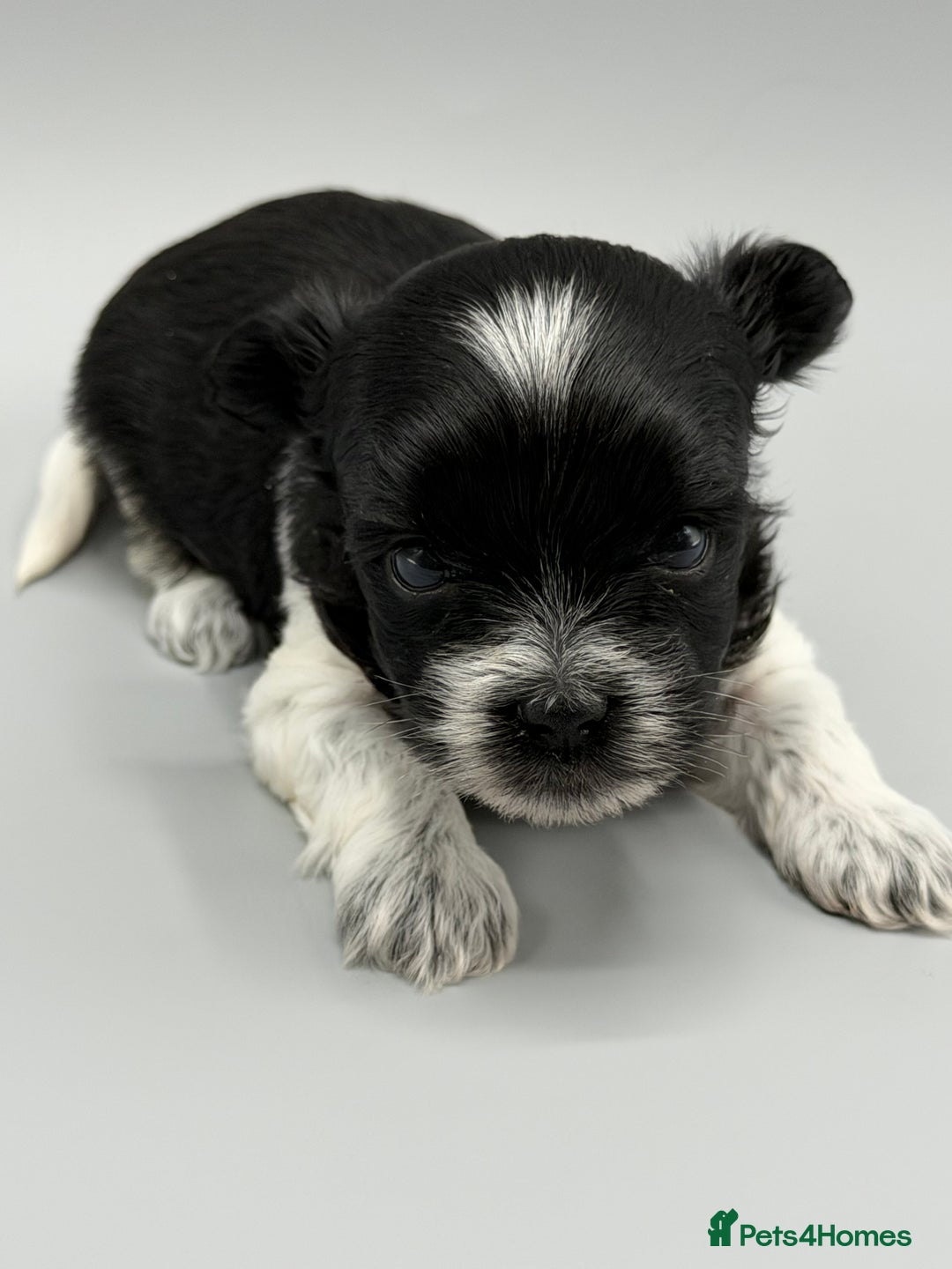 Yorkshire Terrier dogs for sale:  New Litter of Exotic Colourful Yorkshire Terriers - Image 13