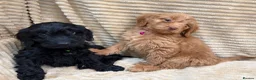 Cockapoo dogs for sale: Beautiful Cockapoo Puppies  - Advert 15