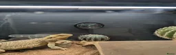 Bearded Dragon reptiles for sale: Male bearded dragon for sale in Emsworth - Advert 4
