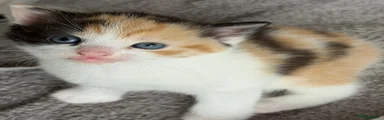 Calico female Kitten 2