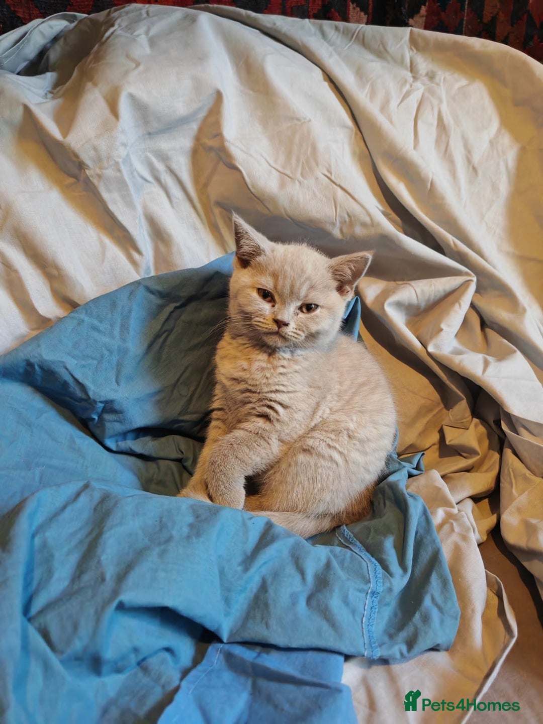 British Shorthair cats for sale: Blue/Lilac British Shorthair Kittens - Advert 8