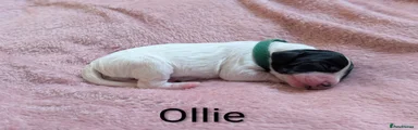 Reserved - Ollie - Boy