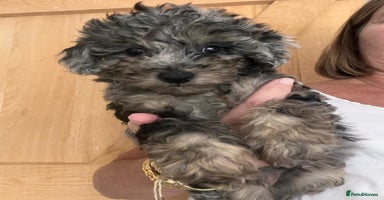 Toy Poodle dogs - Advert 8