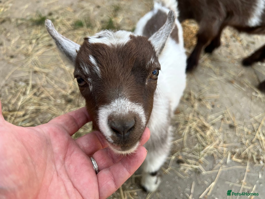 Goats livestock for sale: Gorgeous Chocolate & White Female Baby Pigmy - Image 12