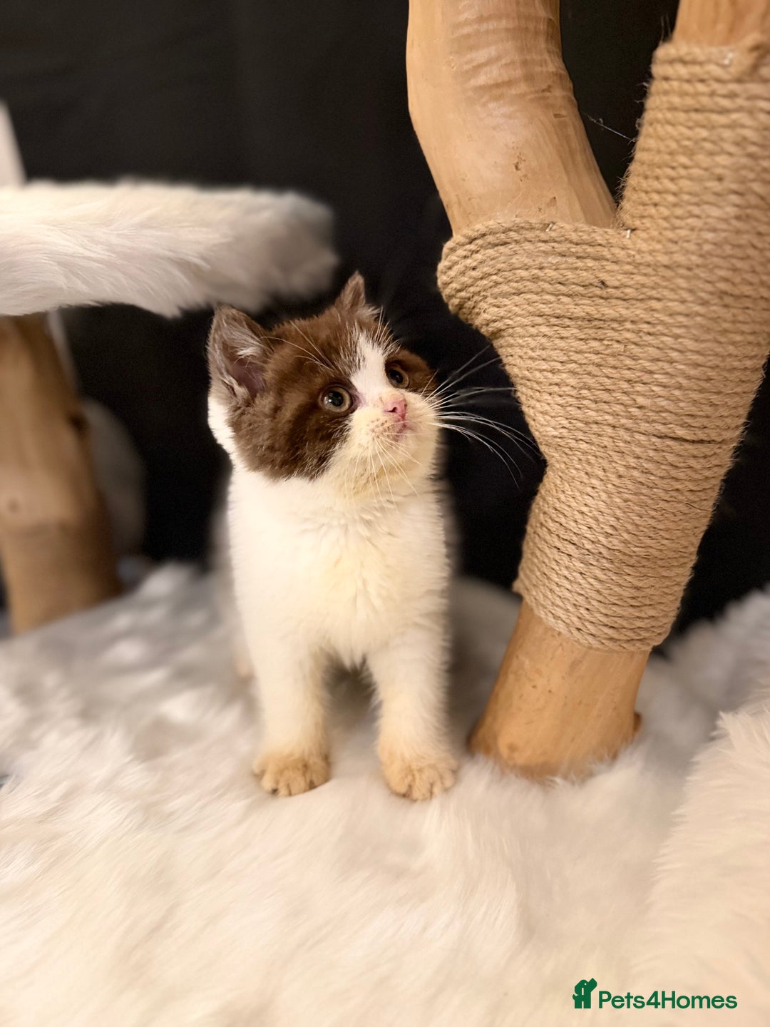 British Shorthair cats for sale: Full Pedigree Registered BSH - Advert 12