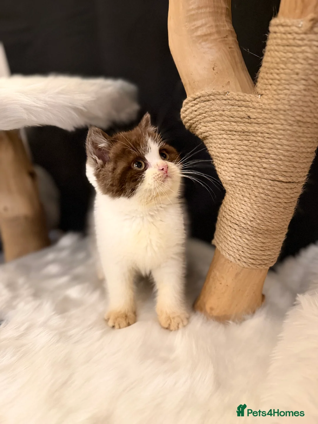 British Shorthair cats for sale: Full Pedigree Registered BSH - Advert 15