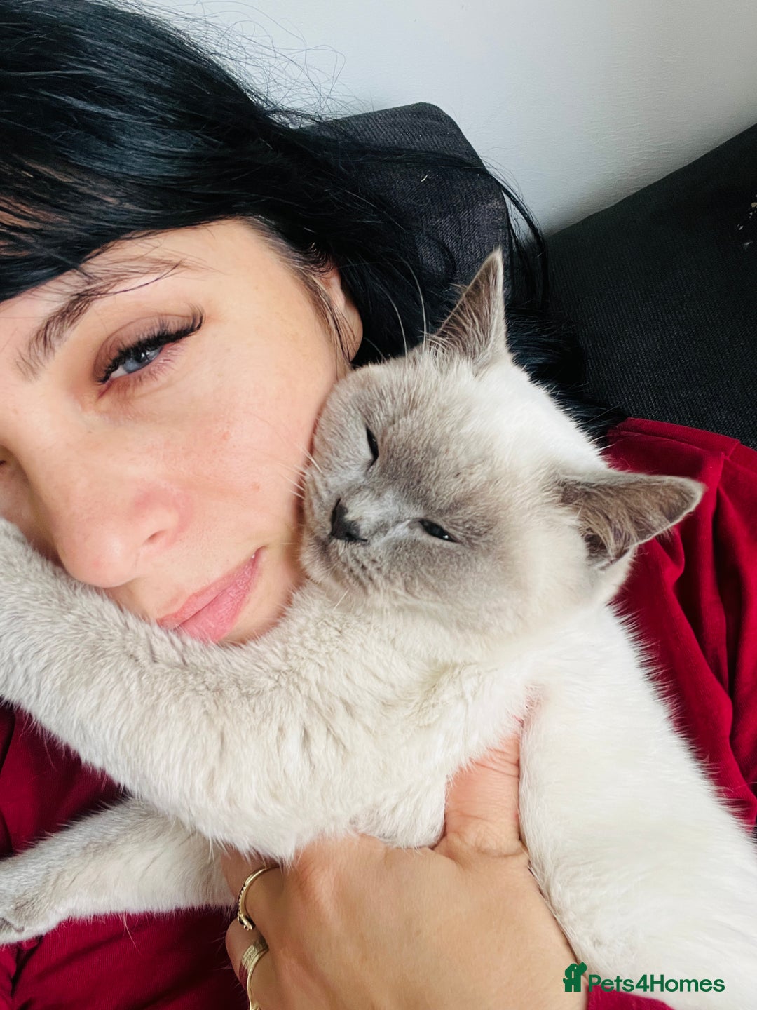 British Shorthair cats for sale: British fold - Advert 2