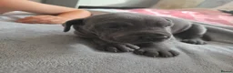 Great Dane dogs for sale: Great dane pups  - Advert 19