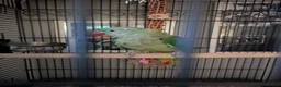 Parakeets birds for sale: Alexandrine parrot in Smethwick - Advert 9