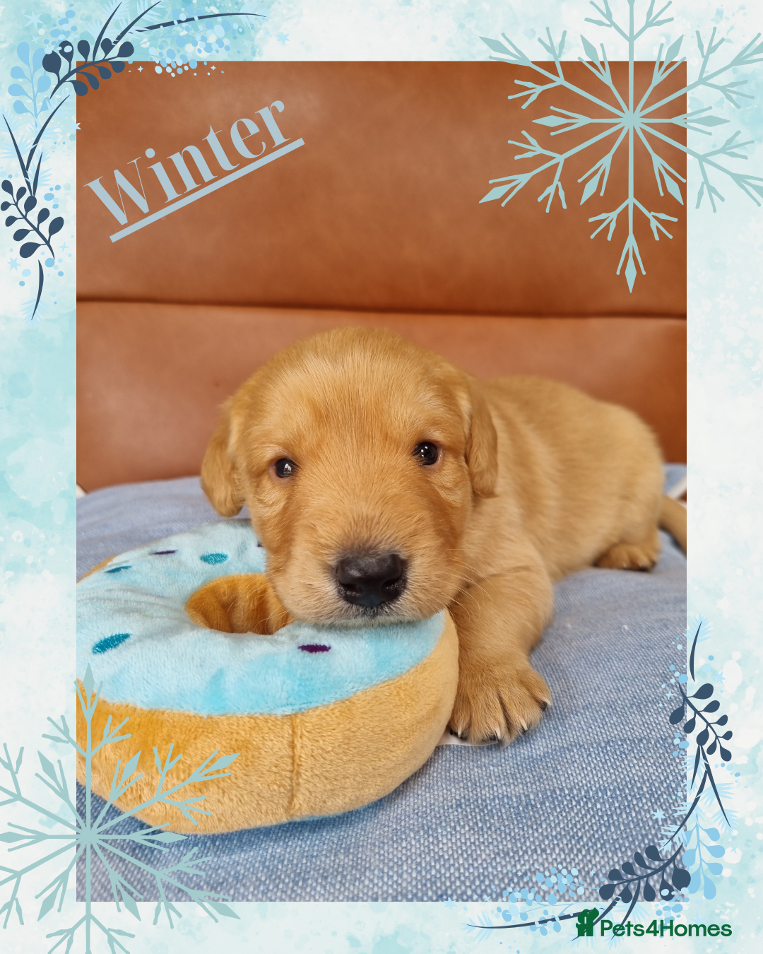 Labradoodle dogs for sale: Stunning Red Australian Labradoodle x Lab puppies - Image 21