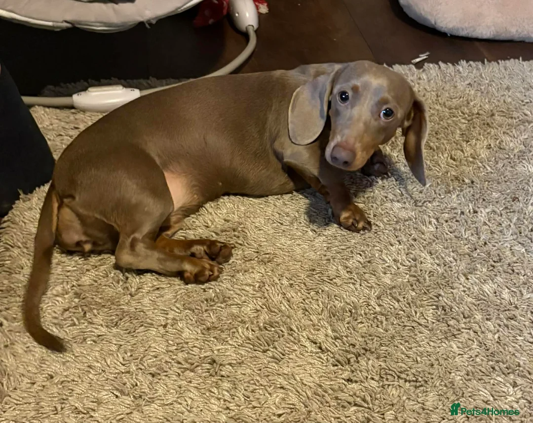 Miniature Dachshund dogs for sale: Stunning Isabella miniature daschund girl in Pontefract - Advert 1