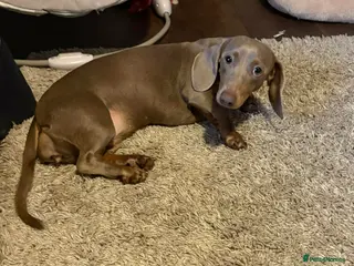 Miniature Dachshund dogs Stunning Isabella miniature daschund girl - Advert 2