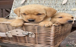 Labrador Retriever dogs for sale: One superb chunky boy - Image 4