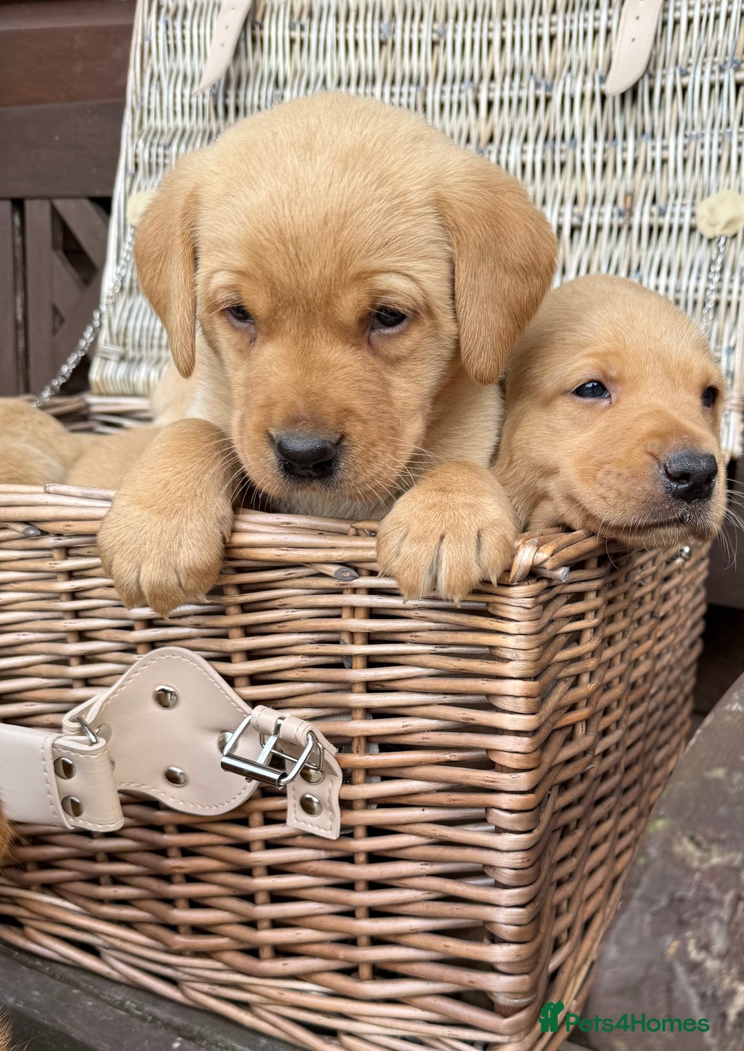 Labrador Retriever dogs for sale: One superb chunky boy - Image 4