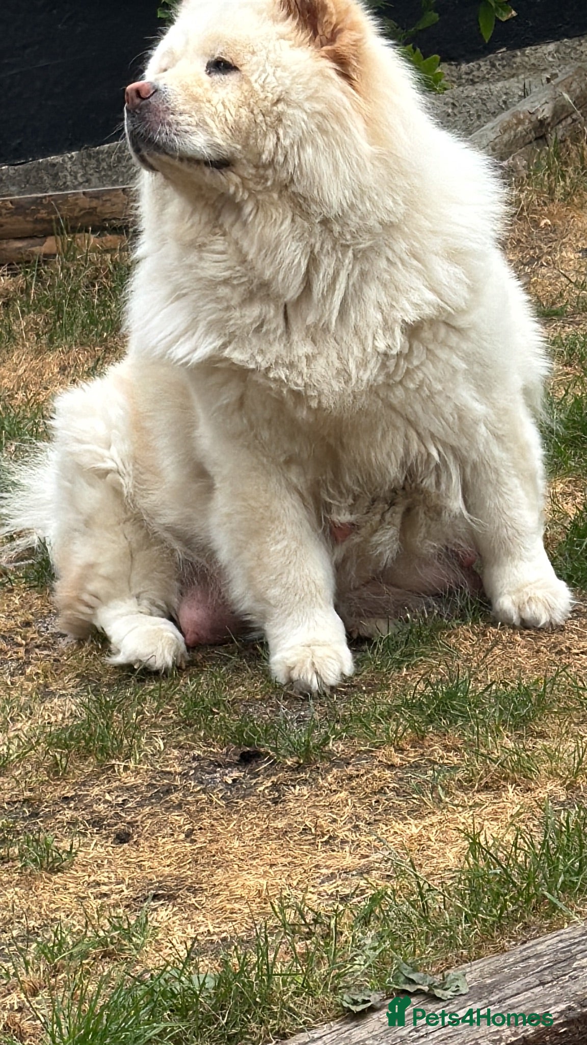 Chow Chow dogs Beautiful litter of 4 chow chow puppies  - Advert 2