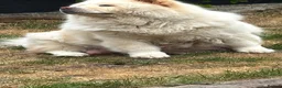 Chow Chow dogs for sale: Beautiful litter of 4 chow chow puppies  - Advert 1