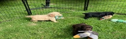 Cocker Spaniel dogs for sale: Outstanding KC Cocker Spaniel Pups legally docked. - Advert 9