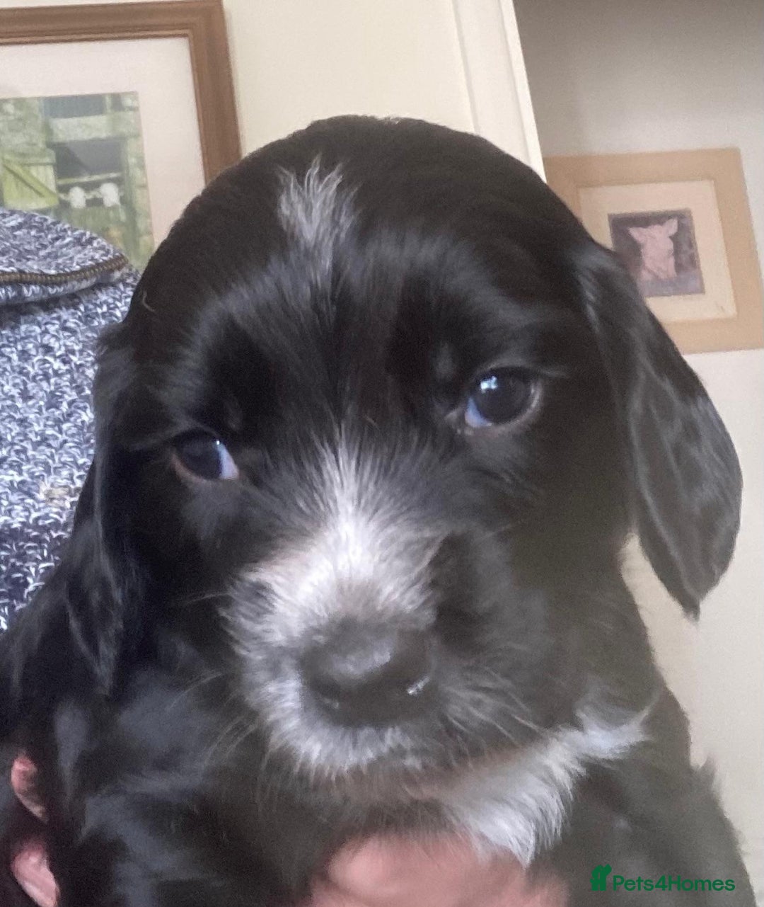 Sprocker dogs for sale: Working Sprocker Pups   - Image 4