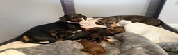 Miniature Dachshund dogs for sale: 6x miniature dachshund puppies - Advert 15