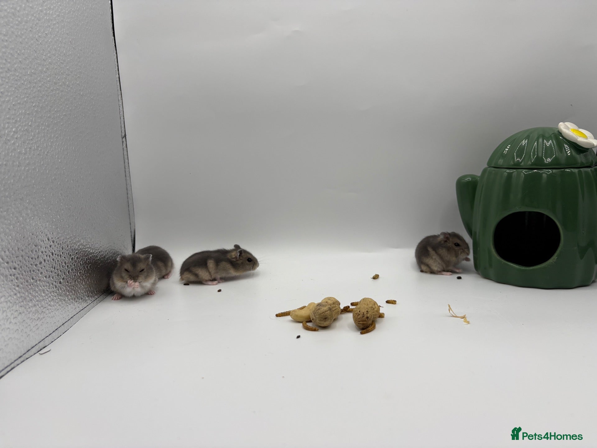 Hamster rodents Pure bred winter White Russian dwarf hamster  - Advert 3