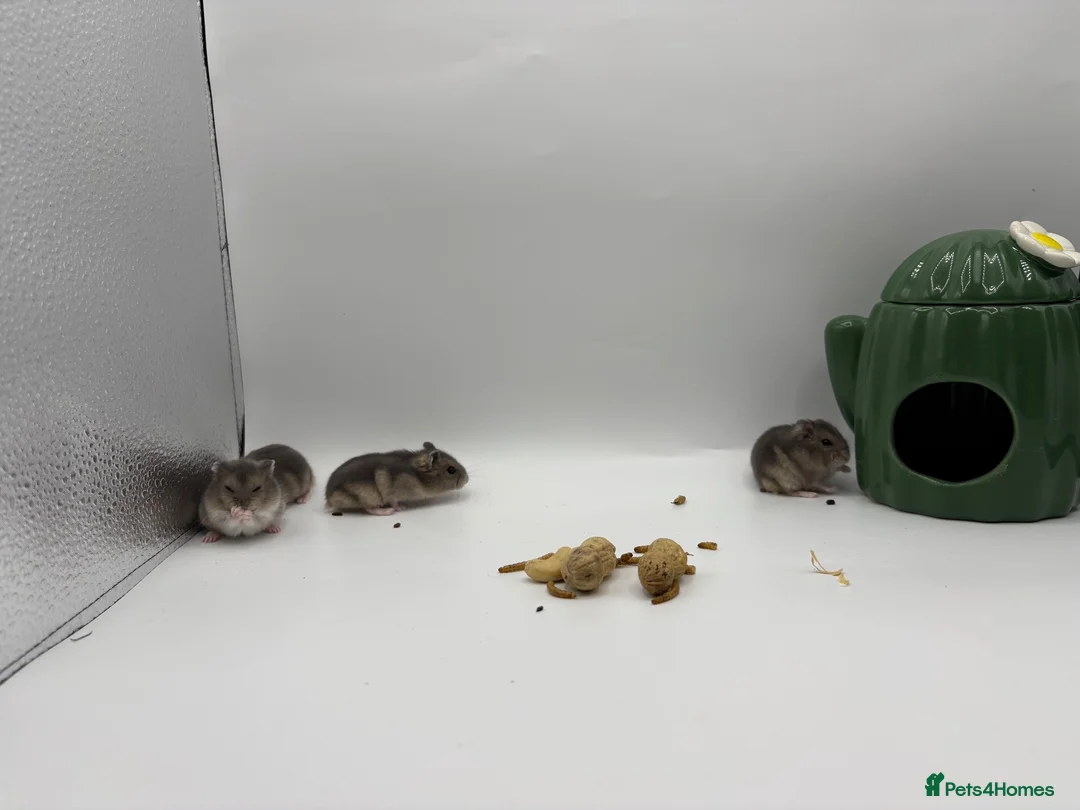 Hamster rodents for sale: Pure bred winter White Russian dwarf hamster  - Advert 1