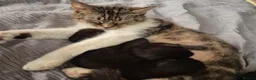 Mixed Breed cats for sale: 8 week old black half maine coone half tabby in Welwyn Garden City - Advert 18
