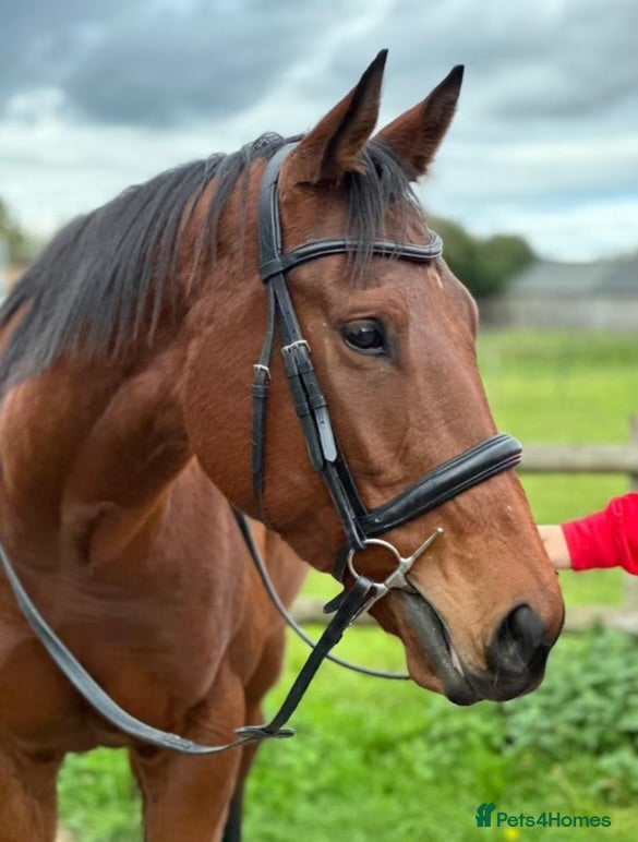 English Thoroughbred horses Beautiful 17hh Talented All-Rounder - Advert 1