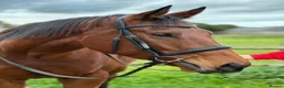 English Thoroughbred horses for sale: Beautiful 17hh Talented All-Rounder - Advert 1