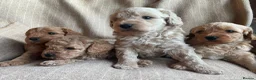 Cavapoochon dogs for sale: Beautiful Cavapoochon Puppies - Advert 5