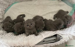 British Shorthair cats for stud: British for stud in Hinckley - Image 14