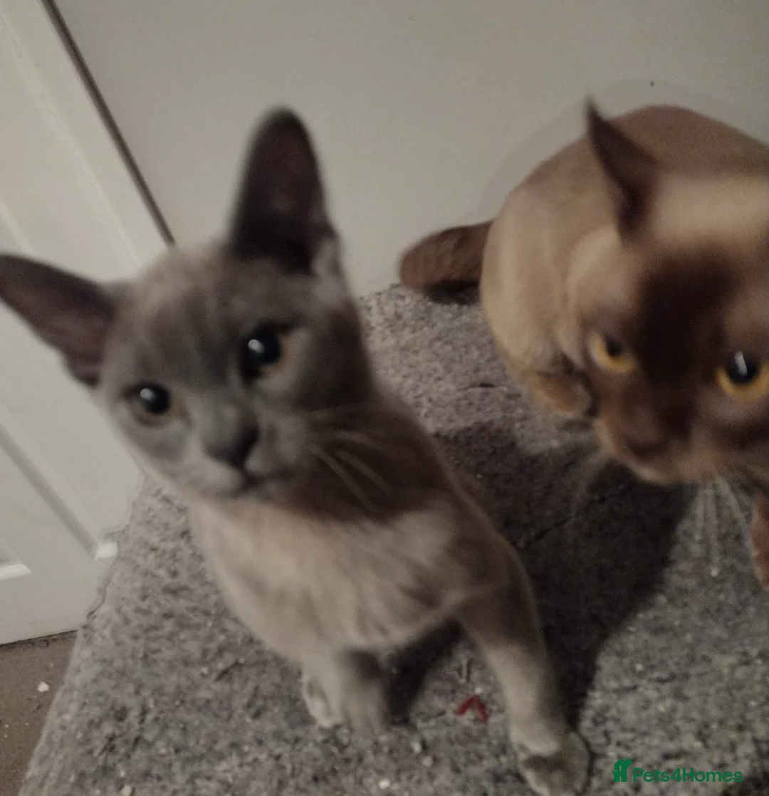 Burmese cats for sale: Gorgeous litter of blue and choco Burmese kittens - Advert 2