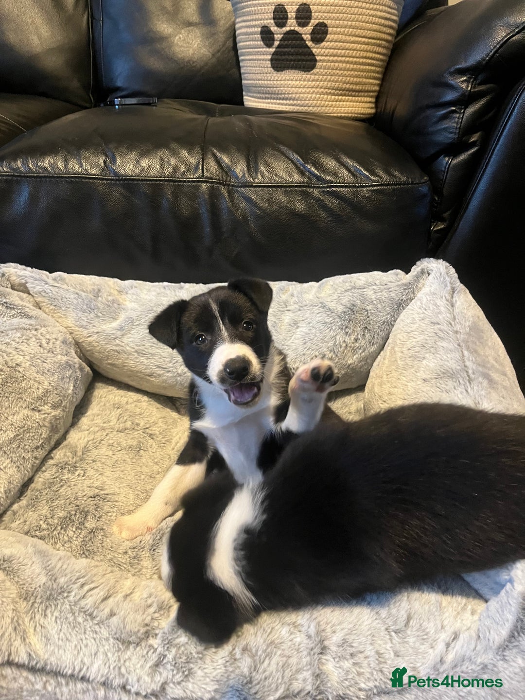Border Collie dogs for sale: Lovely litter of 6 border collie puppies - Advert 15