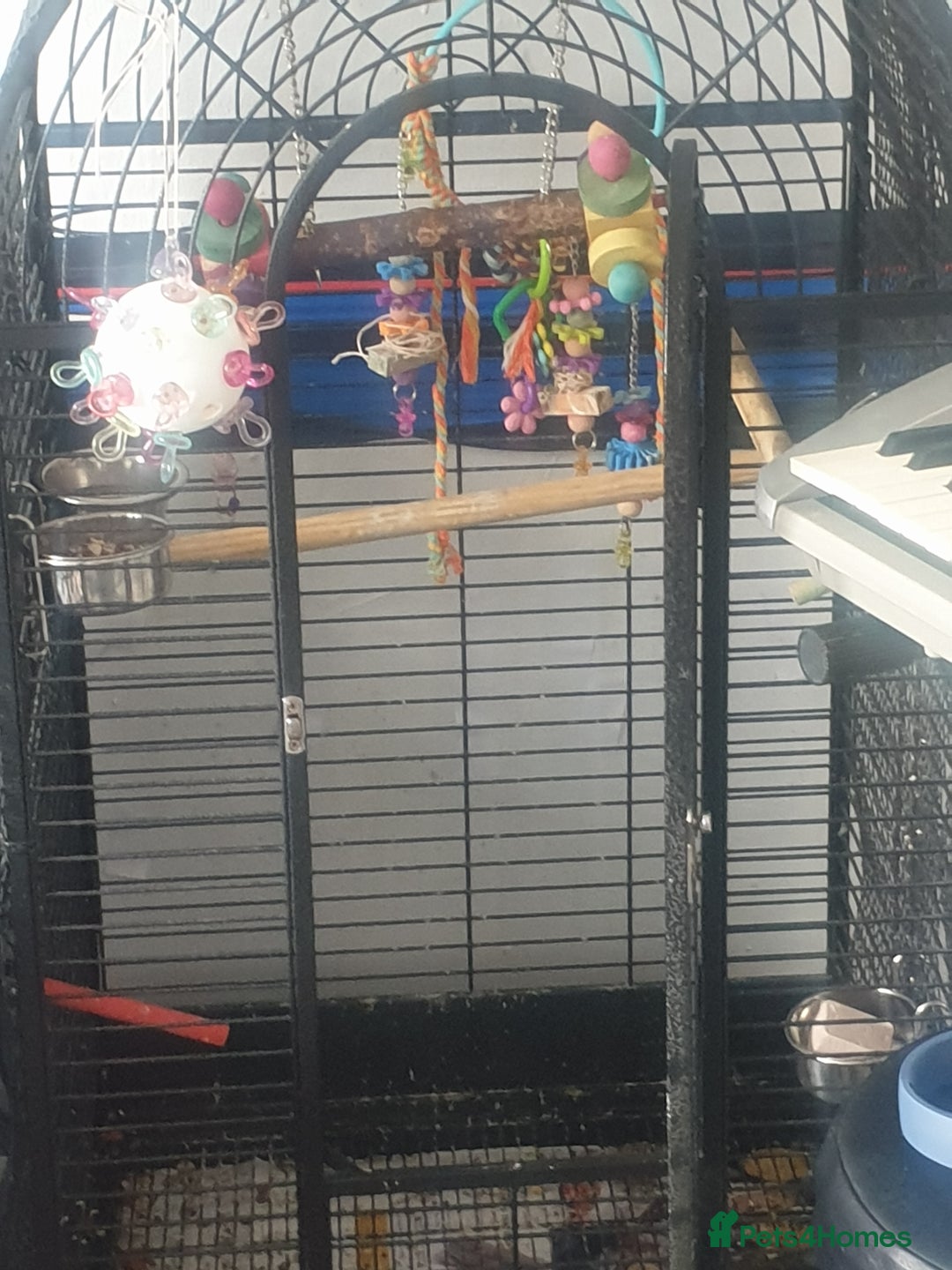 Conures birds for sale: Stunning Tame Conure - Image 3