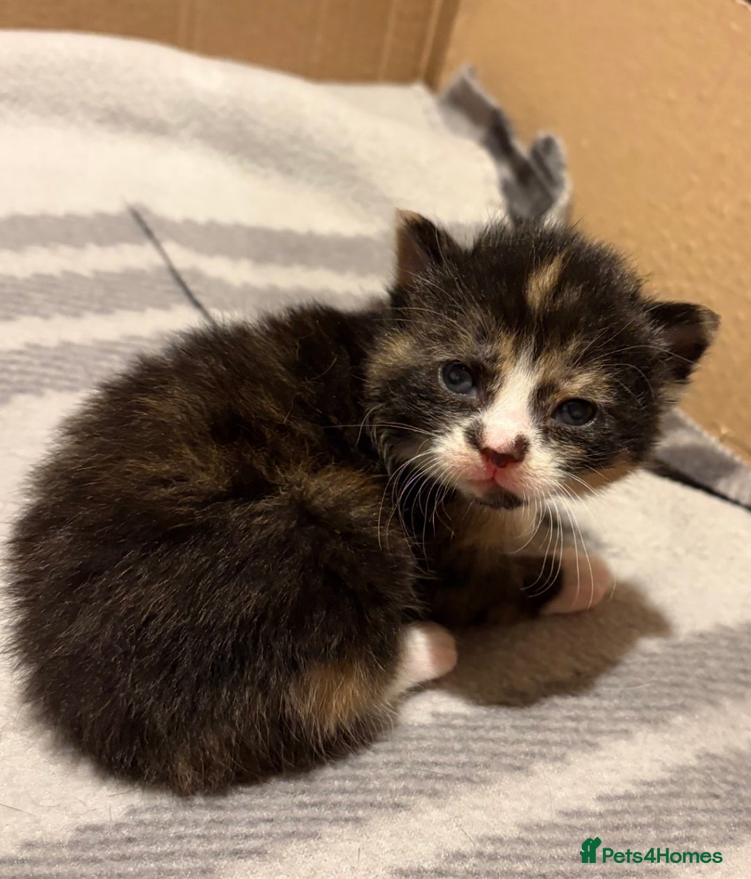 Mixed Breed cats for sale: Stunning Calico Kitten - Advert 8