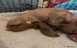 Cavapoo dogs for sale: Female Red Cavapoo Ready now  - Image 7