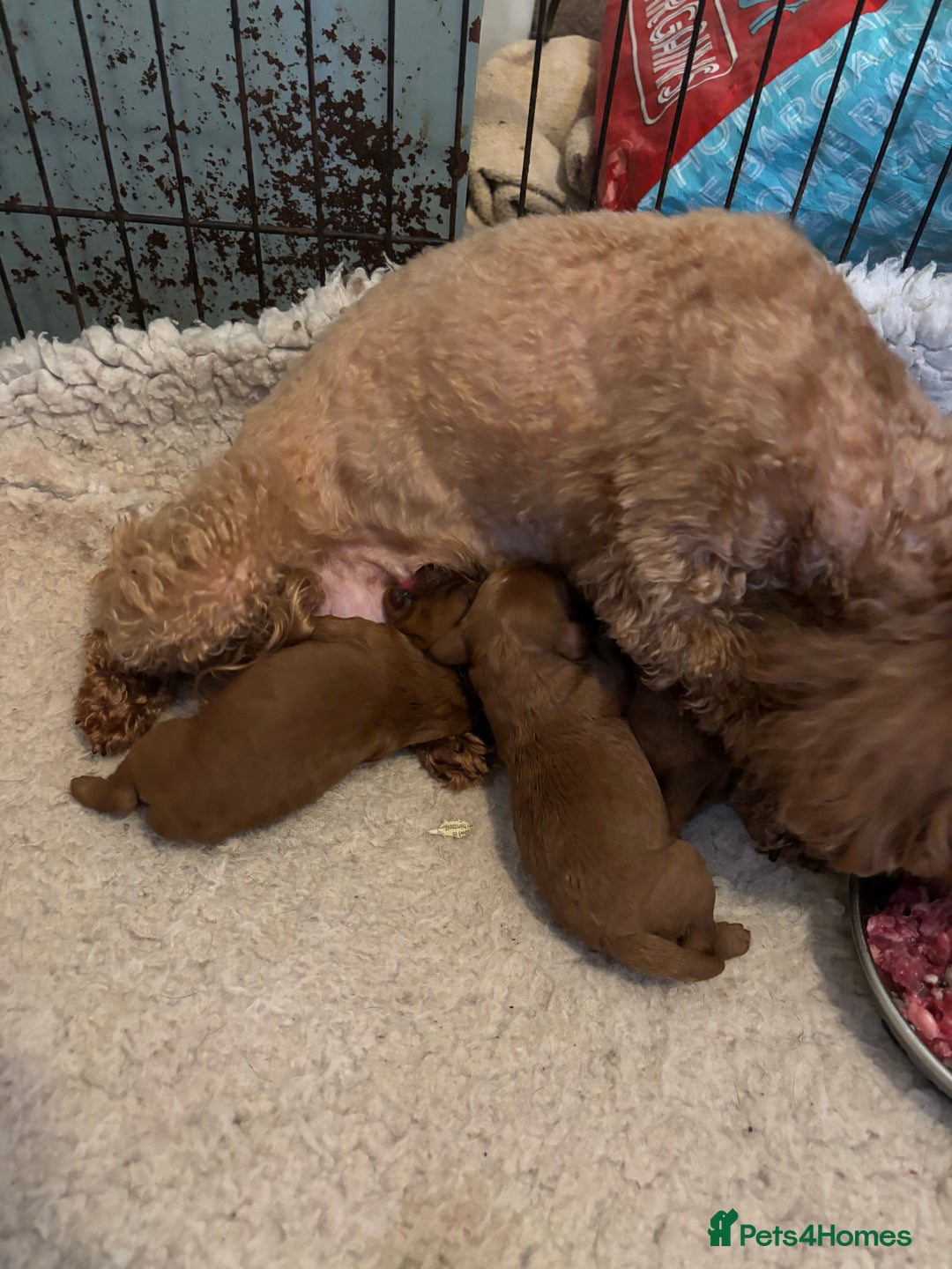 Cavapoo dogs for sale: Female Red Cavapoo Ready now  - Image 7