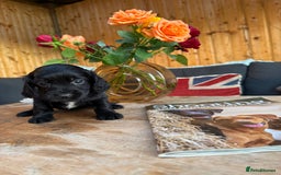Cocker Spaniel dogs for sale: Kc cocker spaniels  - Image 14