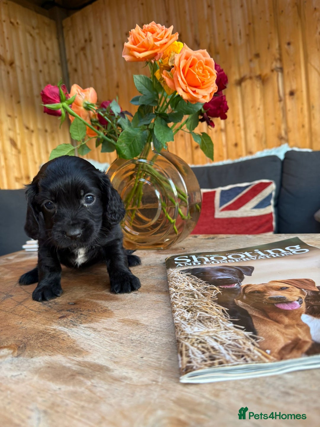Cocker Spaniel dogs for sale: Kc cocker spaniels  - Image 14