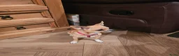 Chihuahua dogs for sale: APPLE HEAD BOY CHIHUAHUA - Advert 2