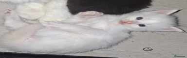 Maine Coon 3