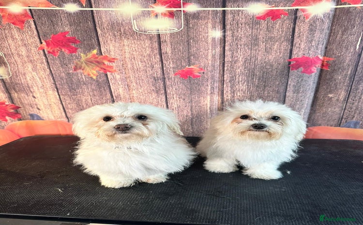 Maltese dogs - Advert 16