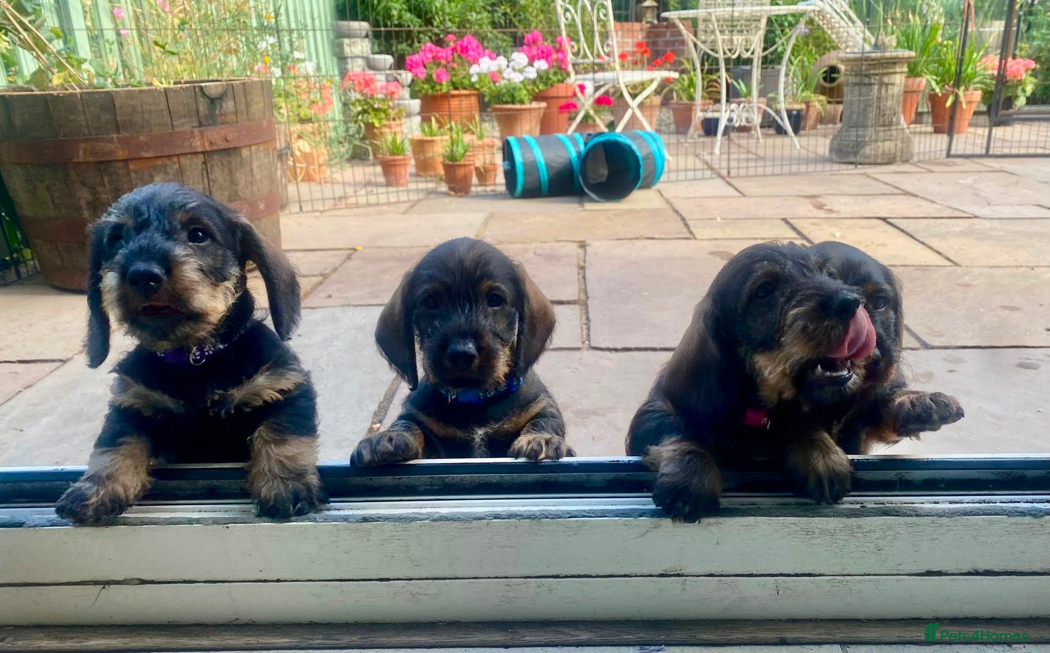 Dachshund dogs Standard Wirehaired Dachshunds  - Advert 1