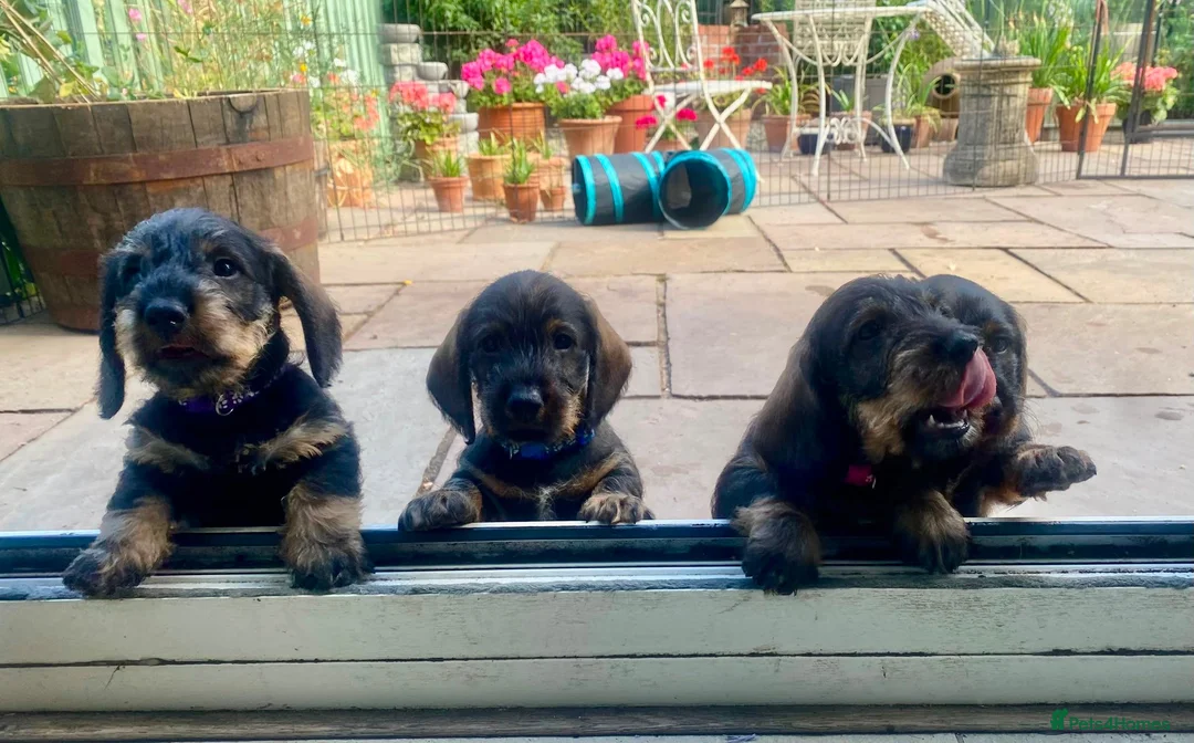 Dachshund dogs for sale: Standard Wirehaired Dachshunds  in Whitchurch - Advert 1
