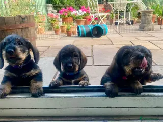 Dachshund dogs Standard Wirehaired Dachshunds - Advert 1